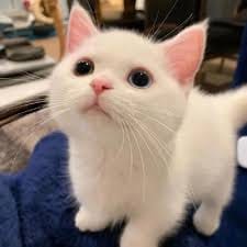 กวิน กาญจนพาสน์ avatar